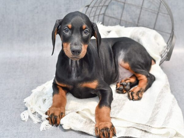 Doberman Pinscher Dog Male Blk tan 36816 Petland Novi, Michigan