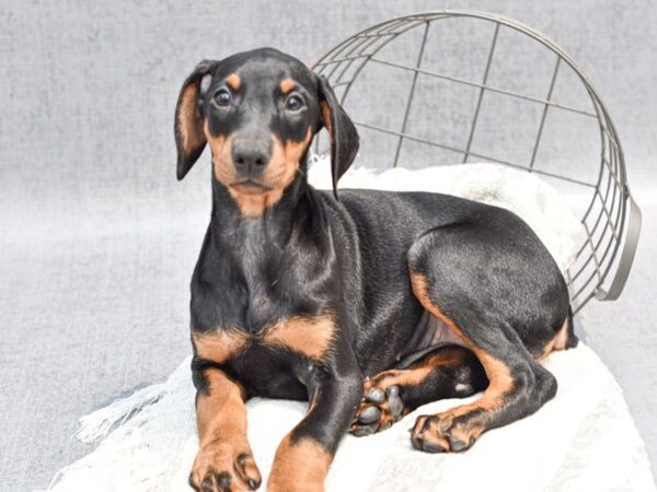 Doberman Pinscher-Dog-Female-Blk tan-36817-Petland Novi, Michigan