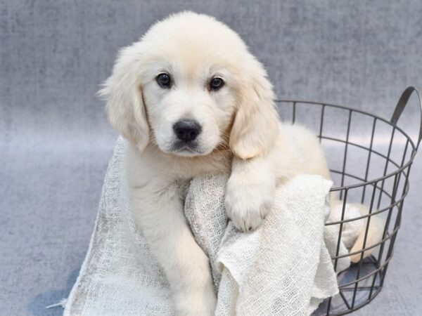 Golden Retriever Dog Female Golden 36818 Petland Novi, Michigan