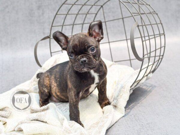 Frenchton-Dog-Male-Black-36814-Petland Novi, Michigan