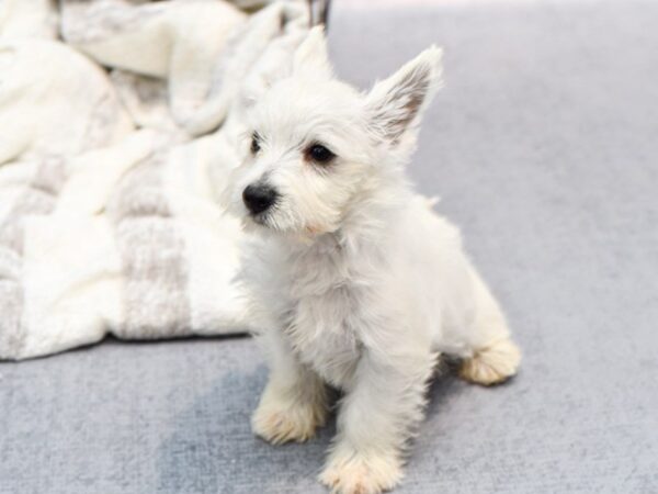 West Highland White Terrier-Dog-Male-White-36823-Petland Novi, Michigan