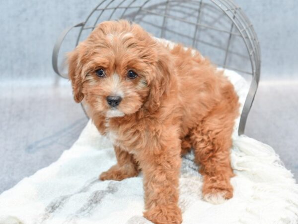 Cavapoo Dog Female Ruby 36828 Petland Novi, Michigan