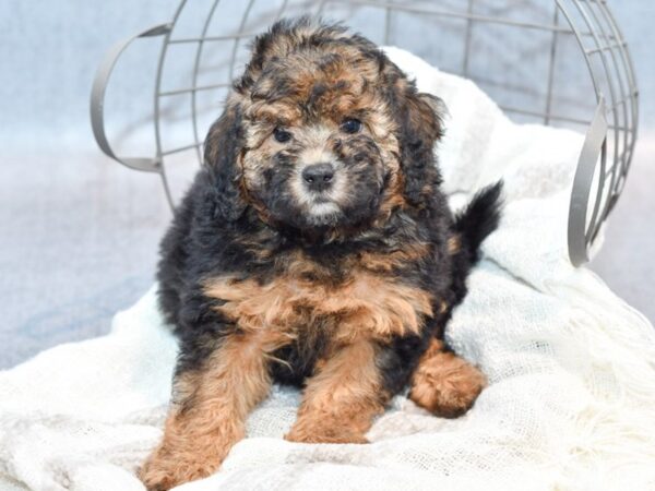 Miniature Poodle Dog Male Black / Tan 36833 Petland Novi, Michigan