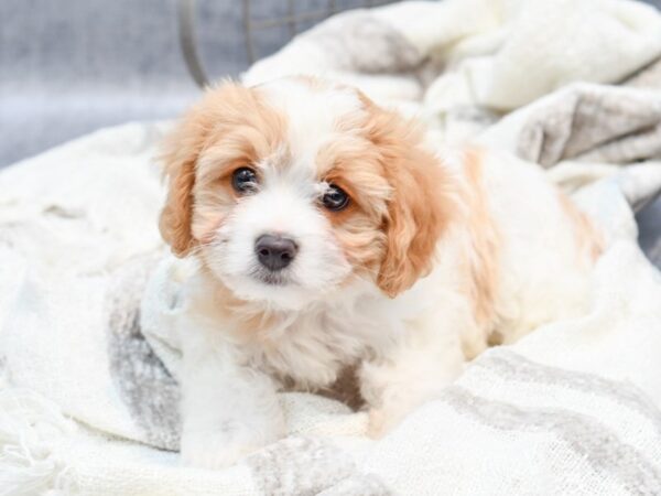 Cavachon Dog Male Blenheim 36838 Petland Novi, Michigan