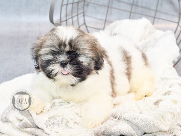 Shih Tzu Dog Male brwn wh 36848 Petland Novi, Michigan