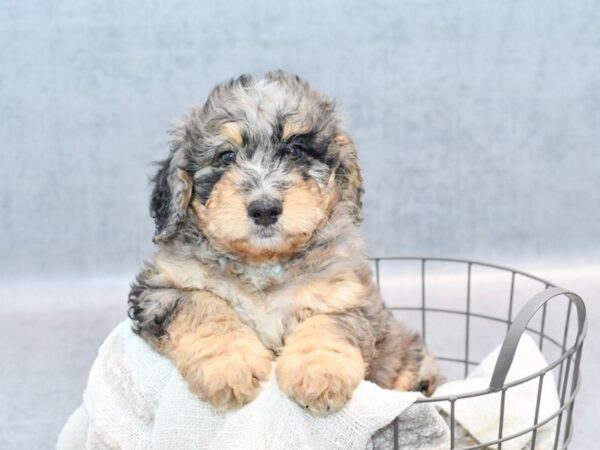 Miniature Bernadoodle-Dog-Male-Blue Merle-36852-Petland Novi, Michigan