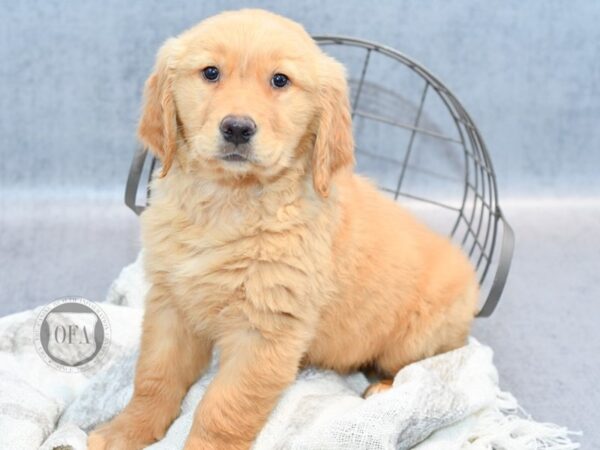 Golden Retriever Dog Female Golden 36840 Petland Novi, Michigan