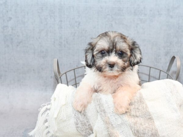 Teddy Bear-Dog-Male-Brindle / White-36782-Petland Novi, Michigan