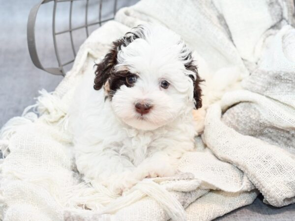 Havanese Dog Female White / Chocolate 36783 Petland Novi, Michigan