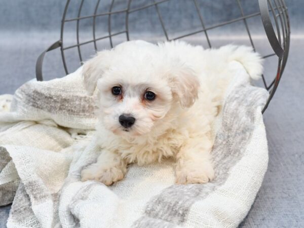 Bichon Frise-Dog-Male-White-36784-Petland Novi, Michigan