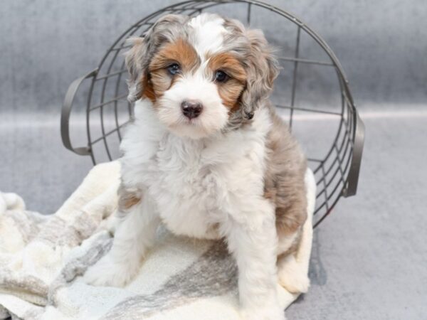 Mini Bernadoodle-Dog-Male-Blue Merle-36786-Petland Novi, Michigan