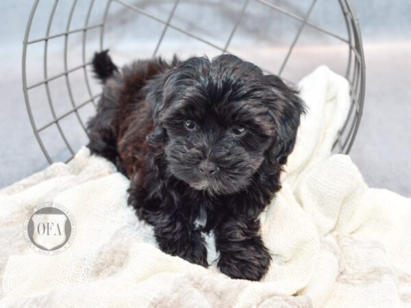 Lhasapoo Dog Female Black White 36789 Petland Novi, Michigan