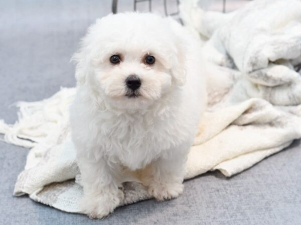 Bichon Frise Dog Male White 36801 Petland Novi, Michigan