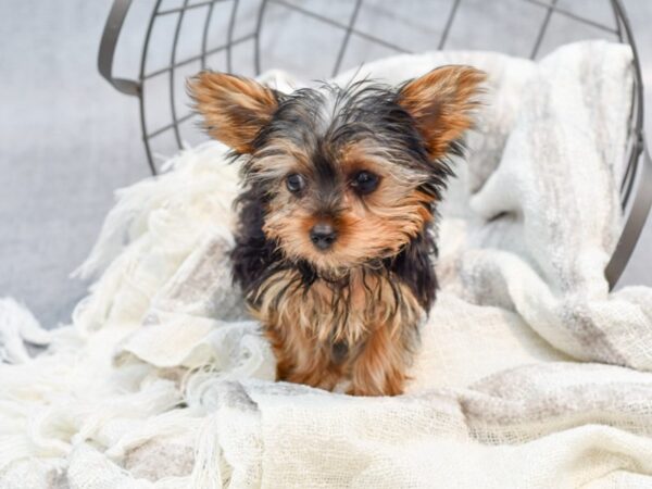 Yorkshire Terrier Dog Female Black / Tan 36802 Petland Novi, Michigan