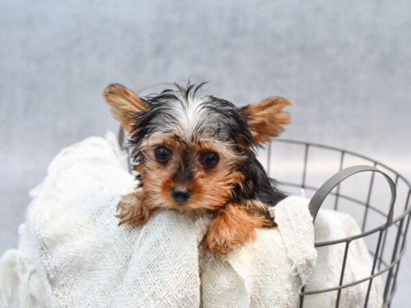 Yorkshire Terrier Dog Female Black / Tan 36803 Petland Novi, Michigan