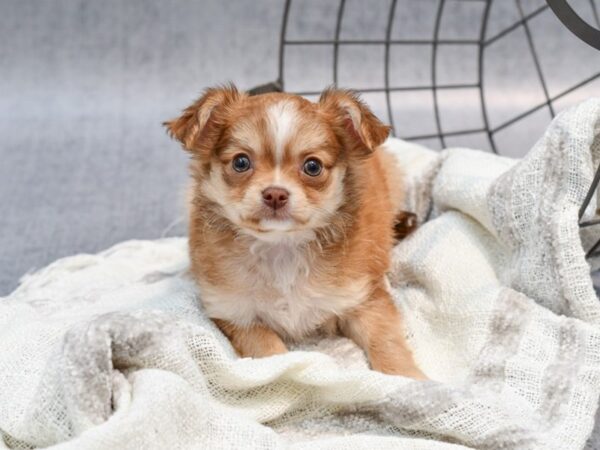 Chihuahua-Dog-Male--36809-Petland Novi, Michigan