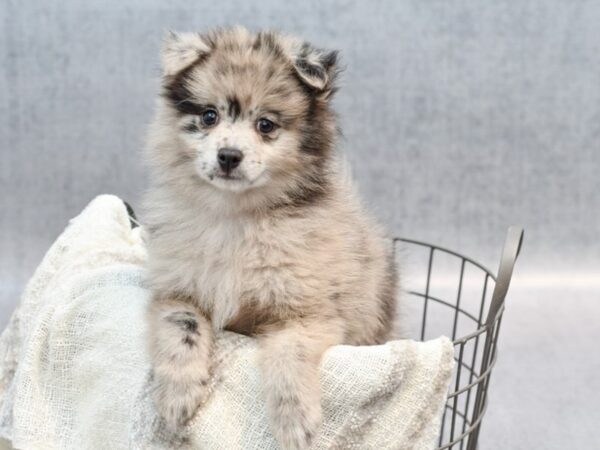 Pomeranian Dog Female Choc merle 36822 Petland Novi, Michigan