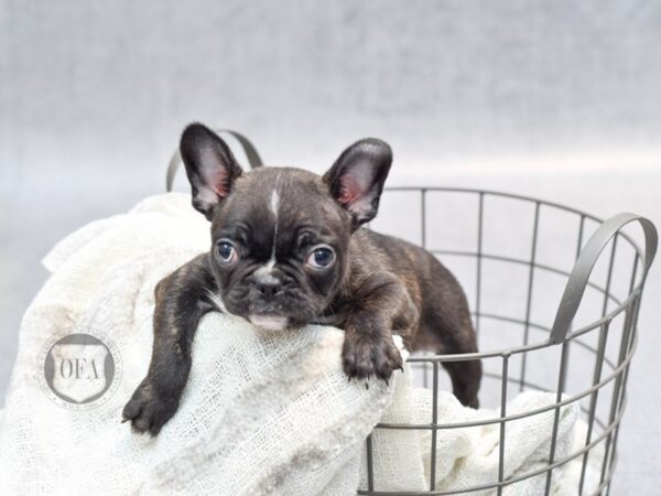 Frenchton Dog Female Black & Brindle 36815 Petland Novi, Michigan