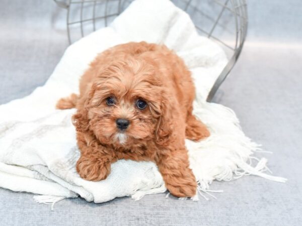 Cavapoo Dog Male Ruby 36827 Petland Novi, Michigan