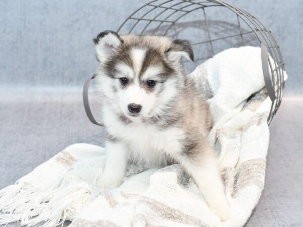 Huskimo Dog Female Black / White 36830 Petland Novi, Michigan