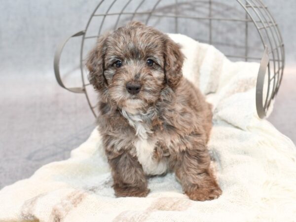 Yorkiepoo-Dog-Male-Blue Merle-36831-Petland Novi, Michigan