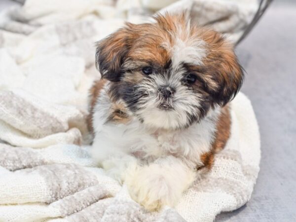 Shih Tzu Dog Male Brown / White 36836 Petland Novi, Michigan