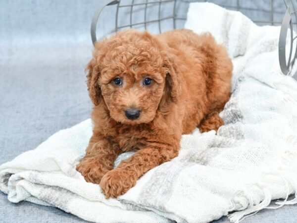 Mini Goldendoodle 2nd Gen-Dog-Male-Red-36837-Petland Novi, Michigan