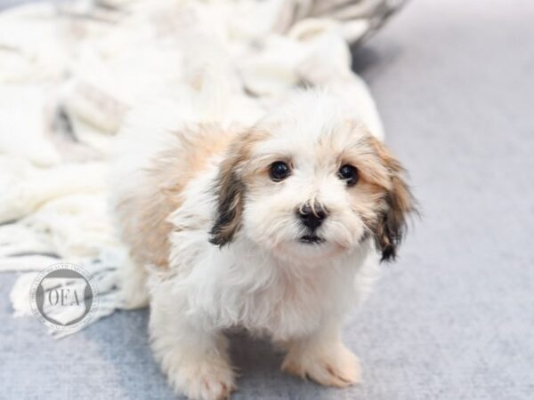 Coton De Tulear Dog Female White / Sable 36842 Petland Novi, Michigan