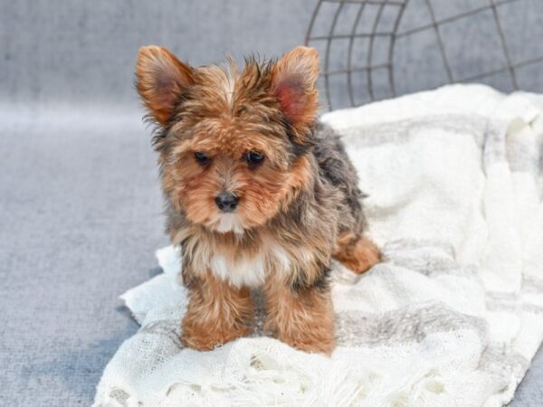 Yorkshire Terrier Dog Male Merle 36843 Petland Novi, Michigan