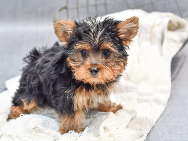 Yorkshire Terrier-Dog-Male-Black and Tan-36844-Petland Novi, Michigan