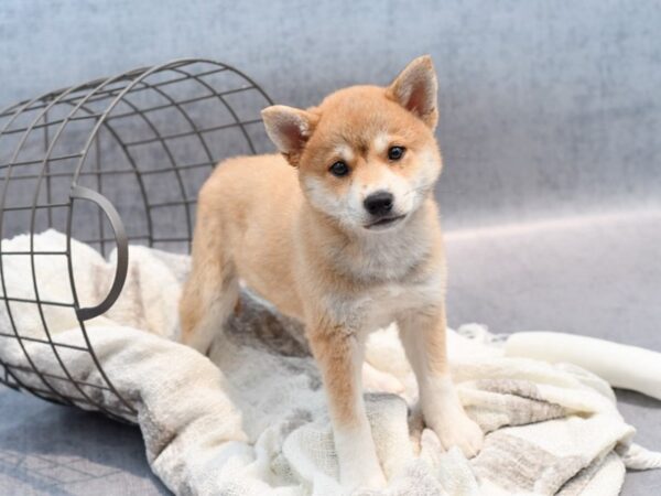 Shiba Inu-Dog-Female-Sesame-36849-Petland Novi, Michigan