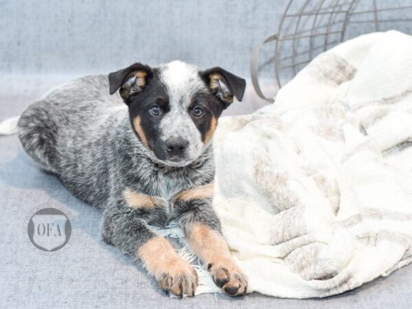 Blue Heeler-Dog-Male-Blue Tick-36850-Petland Novi, Michigan