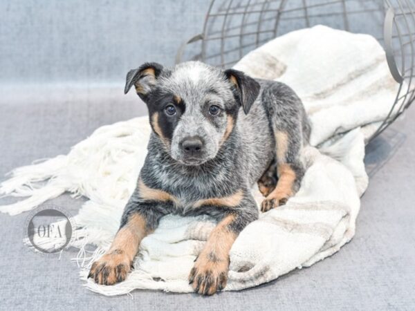 Blue Heeler-Dog-Female-Blue Tick-36851-Petland Novi, Michigan