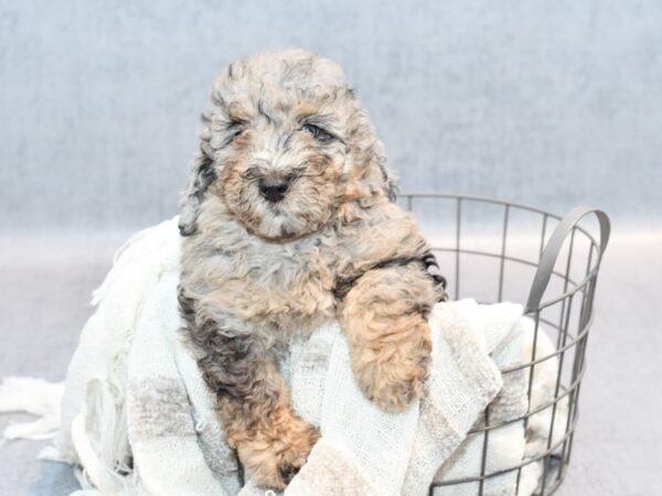 Miniature Bernadoodle-Dog-Female-Blue Merle-36853-Petland Novi, Michigan