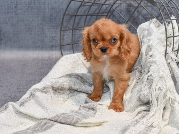 Cavalier King Charles-Dog-Male-Red-36855-Petland Novi, Michigan