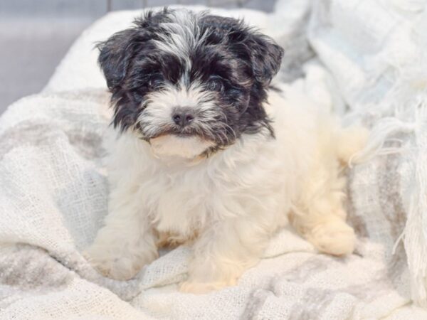 Yochon-Dog-Female-Chocolate & White-36858-Petland Novi, Michigan