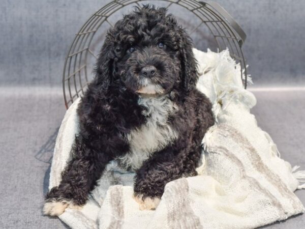 Portuguese Water Dog-Dog-Male-Brown & White-36859-Petland Novi, Michigan