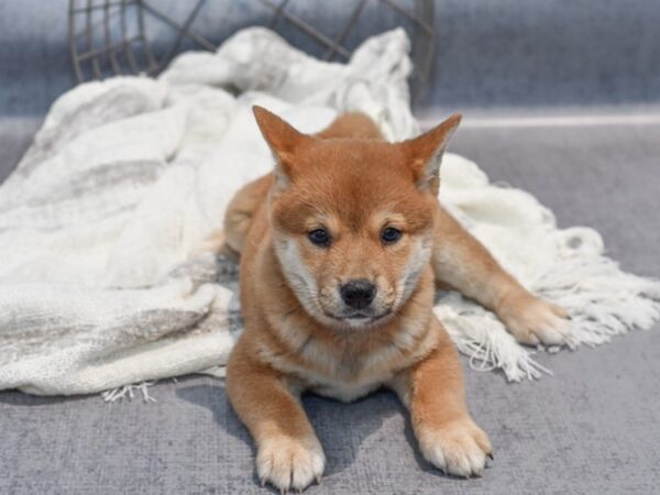 Shiba Inu Dog Male Red 36860 Petland Novi, Michigan