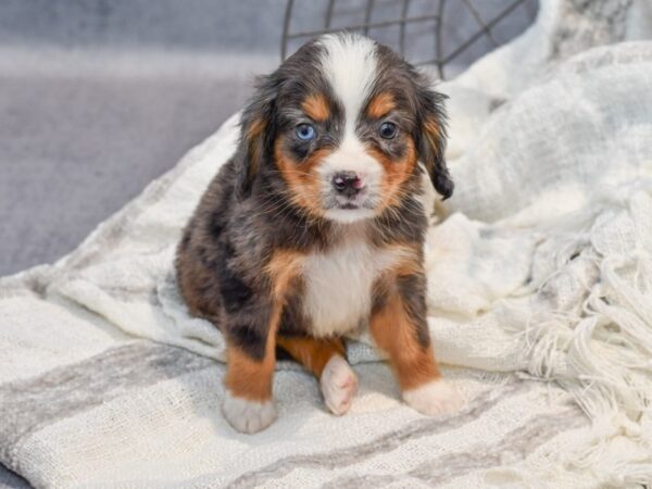 Mini Bernese Dog Male Blue Merle / Tan 36862 Petland Novi, Michigan