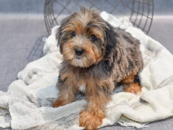 Yorkiepoo-Dog-Male-Tri-Colored-36865-Petland Novi, Michigan