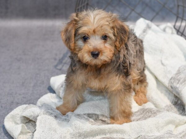 Yorkiepoo Dog Female Tri-Colored 36866 Petland Novi, Michigan