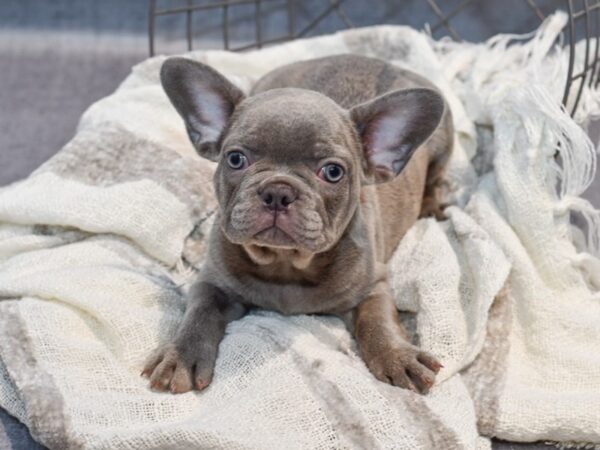 French Bulldog Dog Male Lilac 36868 Petland Novi, Michigan