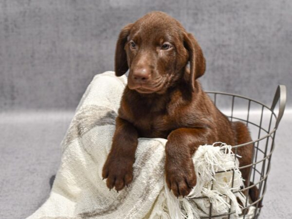 Labrador Retriever-Dog-Male-Chocolate-36869-Petland Novi, Michigan