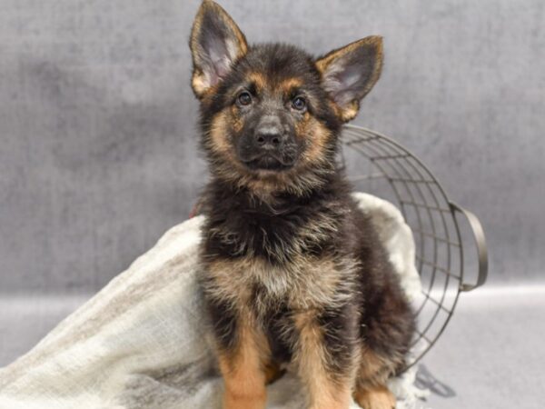 German Shepherd Dog Female Black & Tan 36870 Petland Novi, Michigan