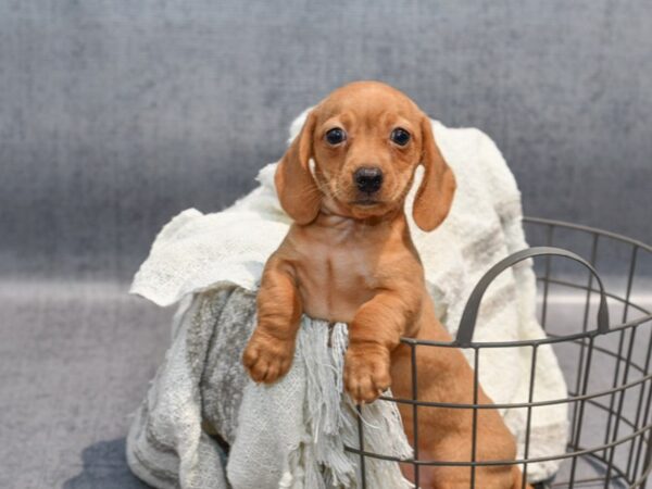 Dachshund-Dog-Male-Red-36872-Petland Novi, Michigan