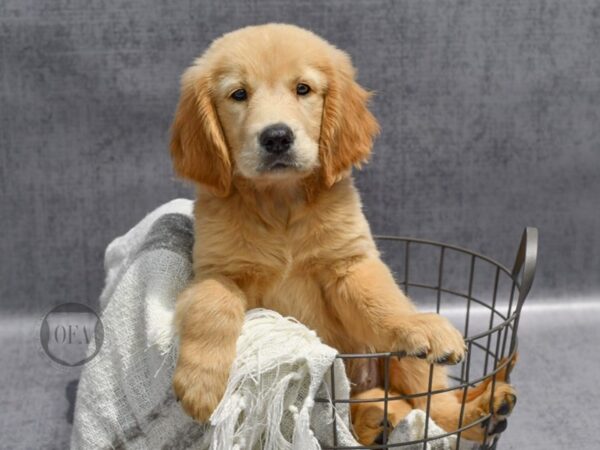 Golden Retriever Dog Female Golden 36873 Petland Novi, Michigan