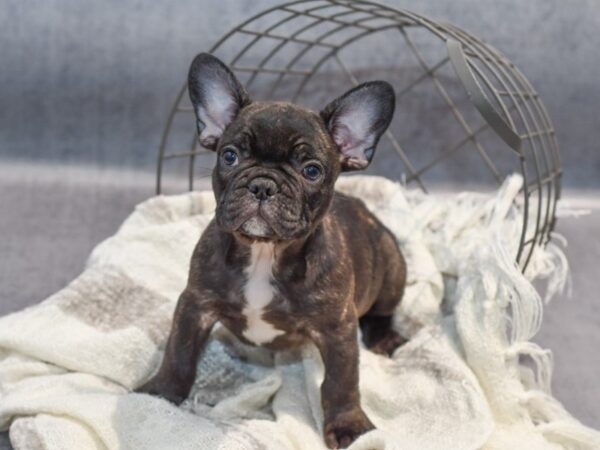 French Bulldog Dog Male Black 36867 Petland Novi, Michigan