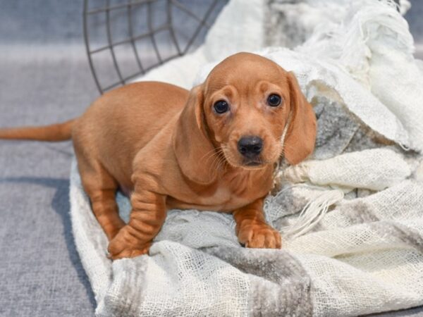 Dachshund Dog Male Red 36871 Petland Novi, Michigan