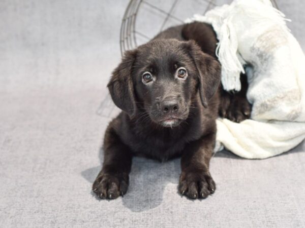 Golden/Shepherd-Dog-Male-Black-36845-Petland Novi, Michigan