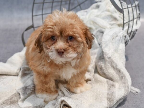 Havachon-Dog-Male-Dark Brown-36879-Petland Novi, Michigan